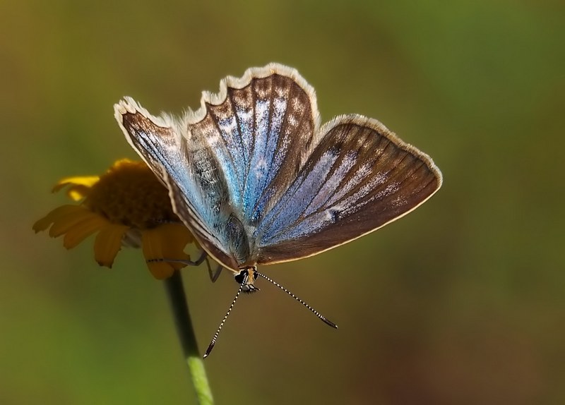 149 specie diverse, da trovare quest''anno??